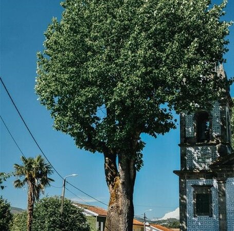 Projeto "Gigantes Verdes" chega a Valongo