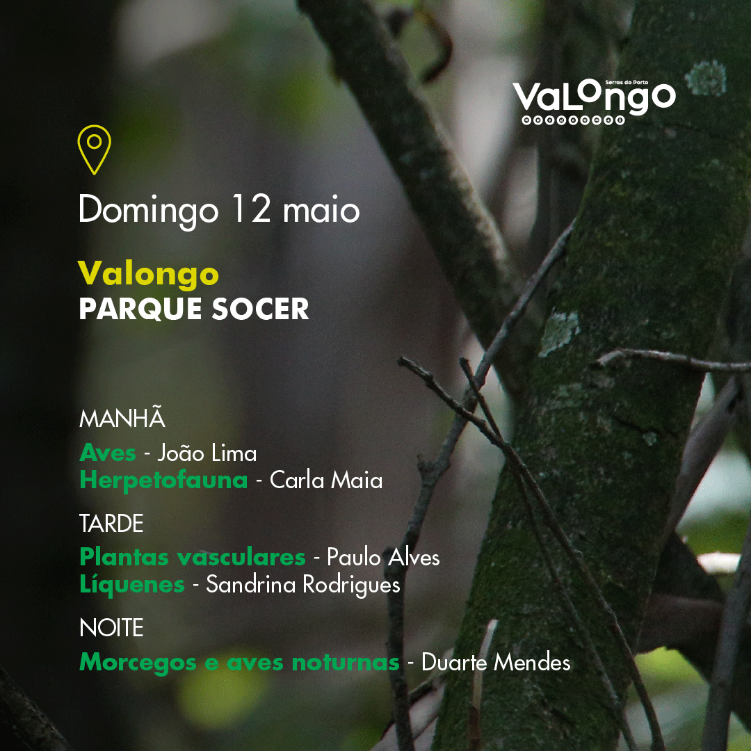 post-02b-CRS_BioBlitz24_valongo